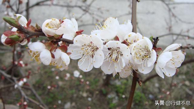 有关杏花的诗句，关于杏花的诗句有哪些（一枝红杏出墙来）