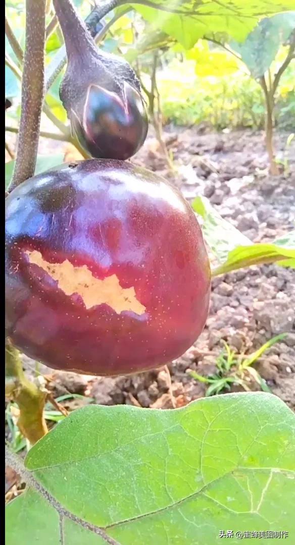 四个季节各有什么水果和蔬菜，四个季节各有什么水果和蔬菜和水果（60张水果蔬菜壁纸美图）