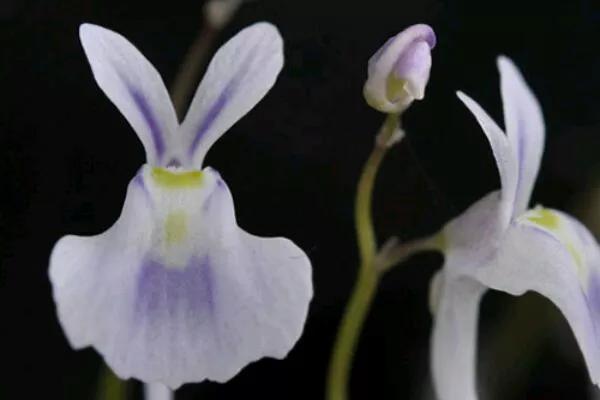 奇葩花是一种花吗，花也有奇葩花。不可错过的花界小奇葩