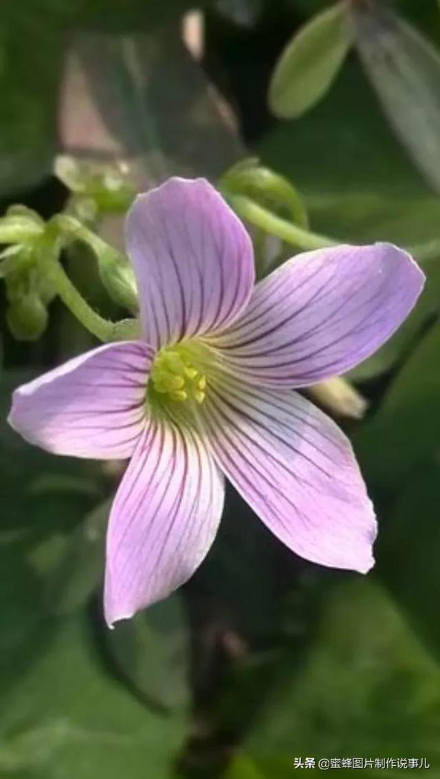 美图，可做壁纸，可以做壁纸的图片 唯美（愿你的生活像花一样灿烂）