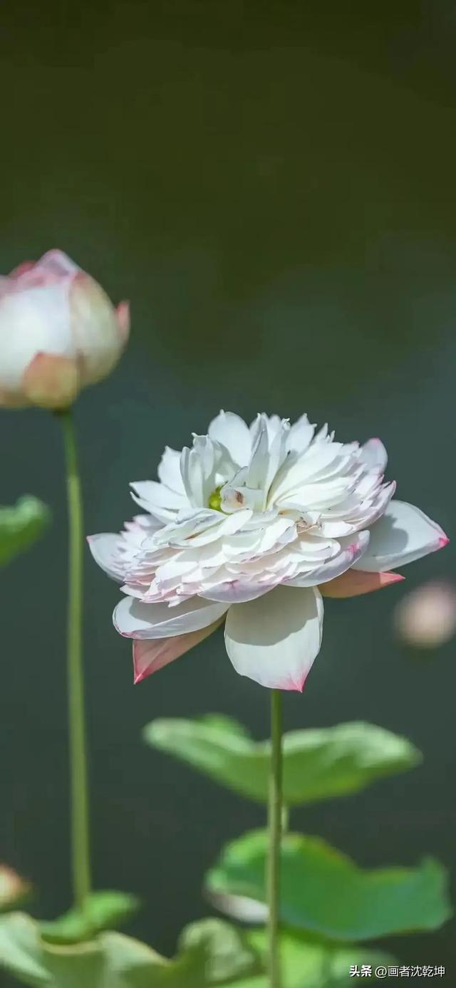 荷花图片大全大图，荷花图片大全大图唯美（绝美莲花50幅）