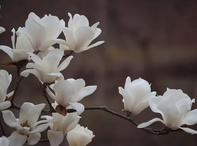 玉兰花茶的功效与作用有哪些，玉兰花和茶叶作用及功效（适合春末喝的4种清凉花茶）