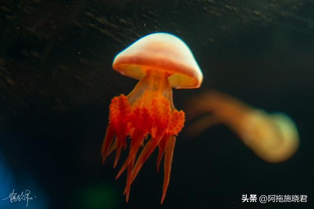 哈尔滨旅游攻略自由行攻略最新，哈尔滨一日游攻略