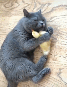 英短哪个颜色最贵，英短猫什么颜色贵（英短猫颜色以哪样最好）