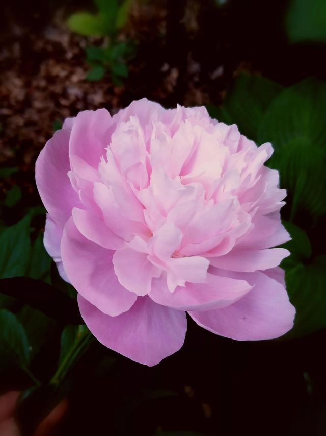 芍药花语，粉色芍药花——真诚不变（粉色芍药花语）