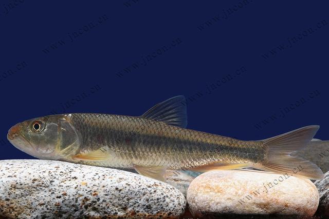 白色的鱼是什么鱼，白色的观赏大鱼是什么鱼（黑龙江鱼类之“三十二杂鱼”图谱）