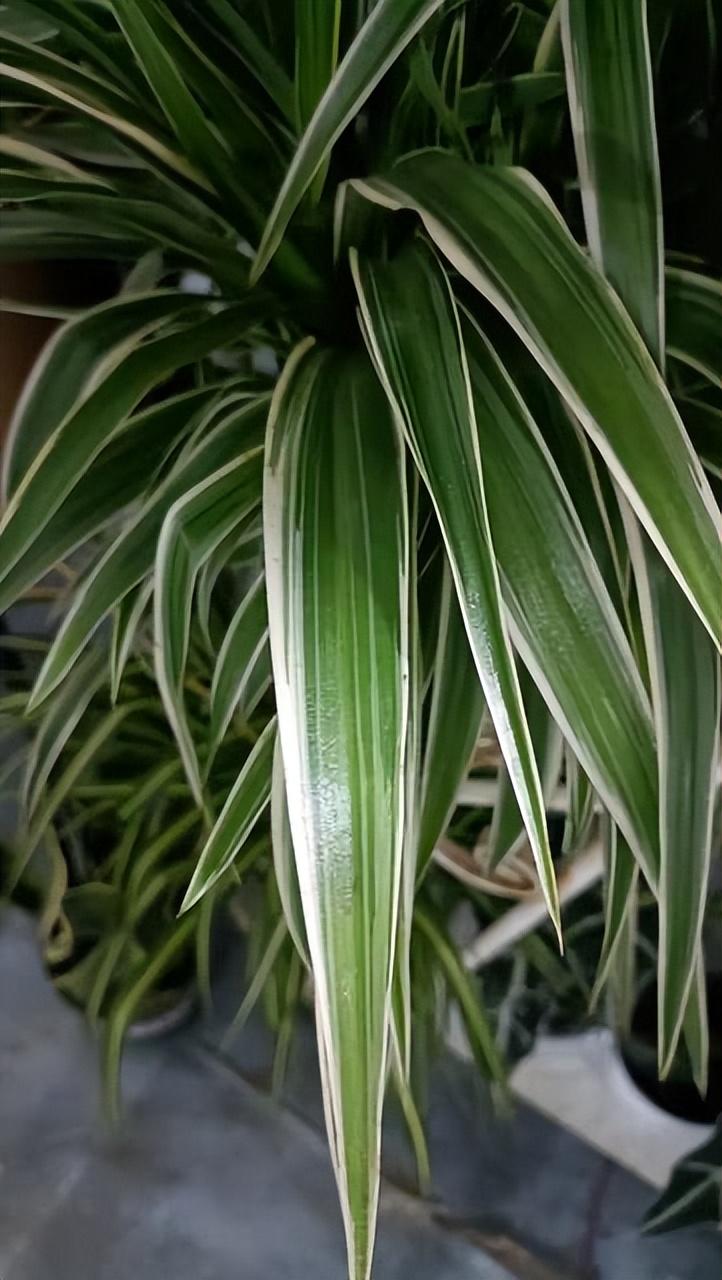 室内种植致富项目(室内养殖有什么好项目)