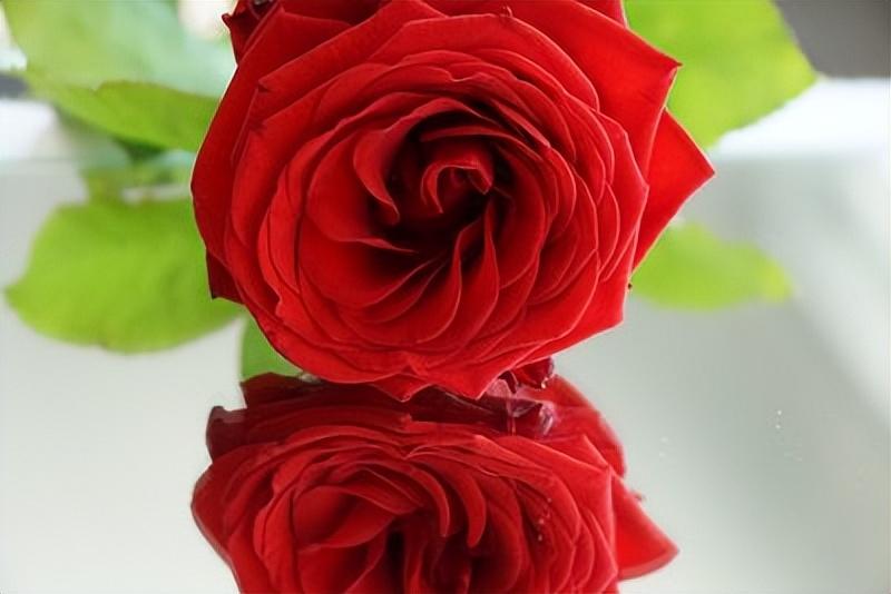送红玫瑰花代表什么意思，送红色玫瑰花代表什么意思（为什么我们要在情人节送红玫瑰）