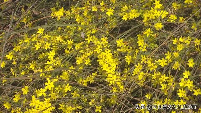 正定旅游景点有哪些，正定的旅游景点有哪些（微游河北<20>）