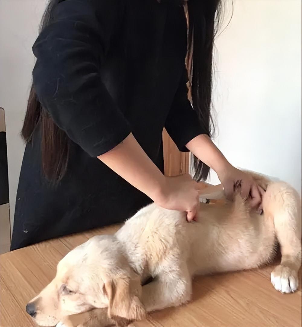 拉布拉多犬的价格(拉布拉多价格多少钱一只幼犬)