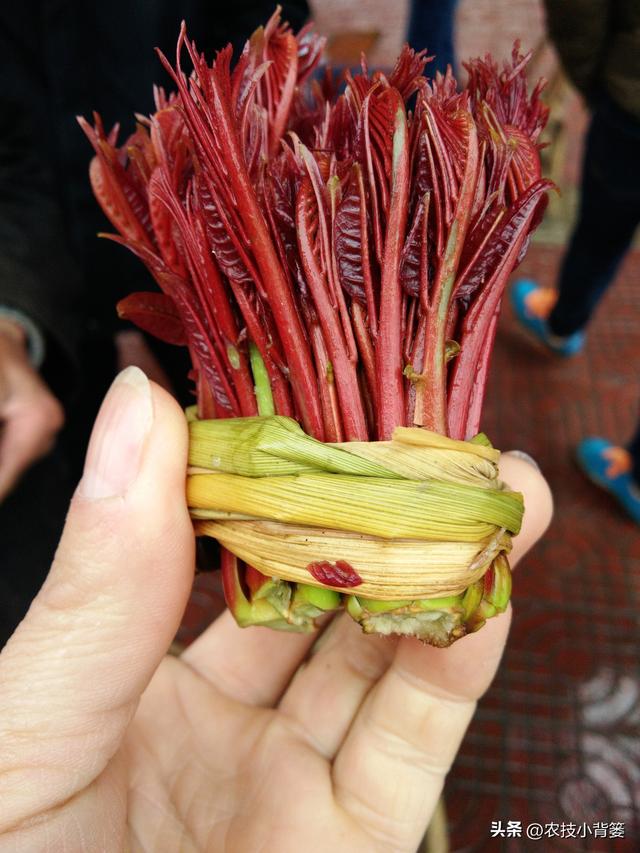 香椿芽的种植方法，从播种育苗到管理采收