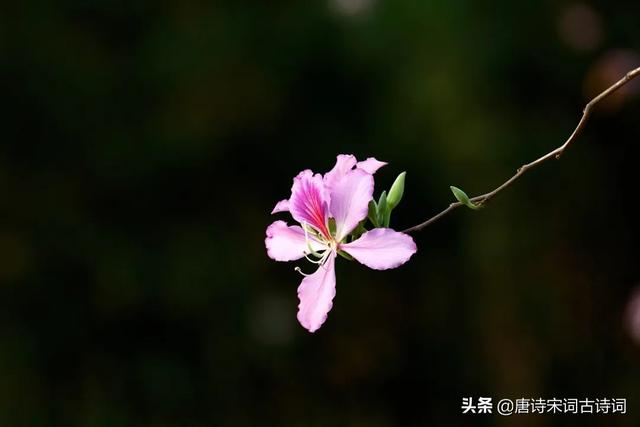 紫荆花的象征意义，紫金花阅读理解答案紫荆花的象征意义（紫荆花开照眼明）