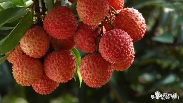 荔枝图序原文，荔枝图序原文及拼音朗读（中国最好吃的荔枝在哪里）