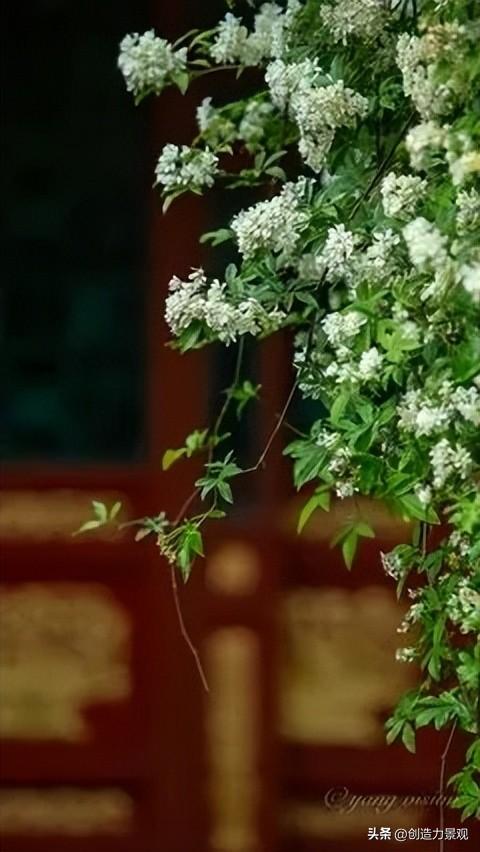 木香花是什么，木香花是什么样子的（美色不逊月季的爬藤植物——木香花）