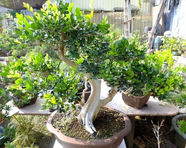 梧桐树的寓意(30天不浇1滴水)