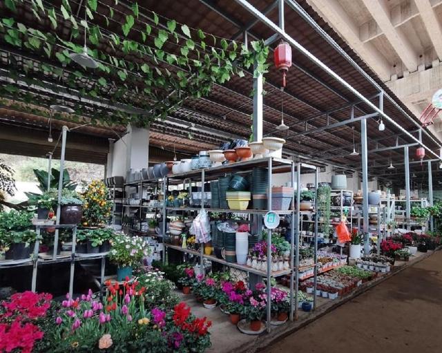 盆景花卉批发市场，重庆市花卉盆景批发市场在哪里（这几个平台市场随你逛）