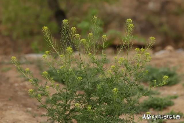 曼陀罗花的图片，曼陀罗花是什么（301味中药材的原植物彩色图谱）