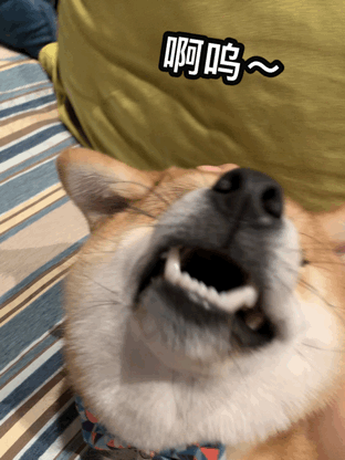 最安静的狗排行，适合家养的安静的狗狗（推荐7种很“通人性”的狗狗）