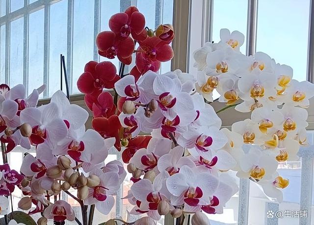 花蔫了怎么救活，花晒蔫了怎么补救合适（3个方面注意方法，轻松养开花）