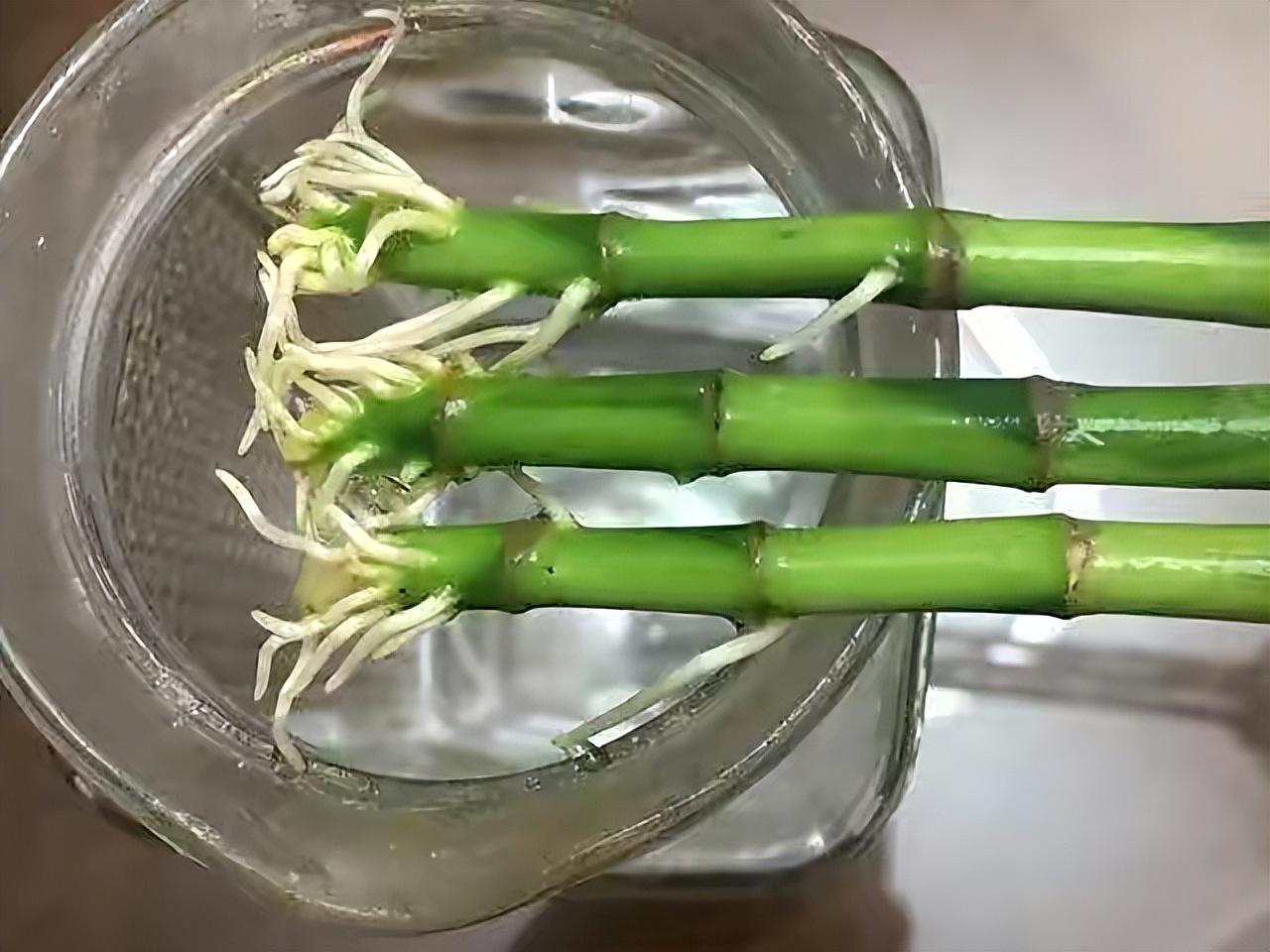 富贵竹怎么水养才旺盛，水培富贵竹3个简单小方法