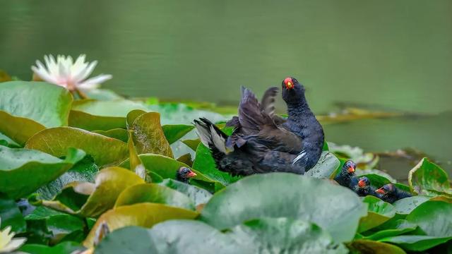 灰背燕尾，中国鸲鹟科鸟类，灰背燕尾是燕子吗（来自腾冲和顺的“她们”成了全国网红~）