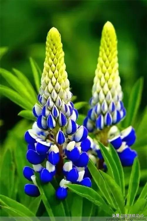 铁树开花的方法，铁树开花的方法有哪些（铁树开花了，也有芬芳的一天）