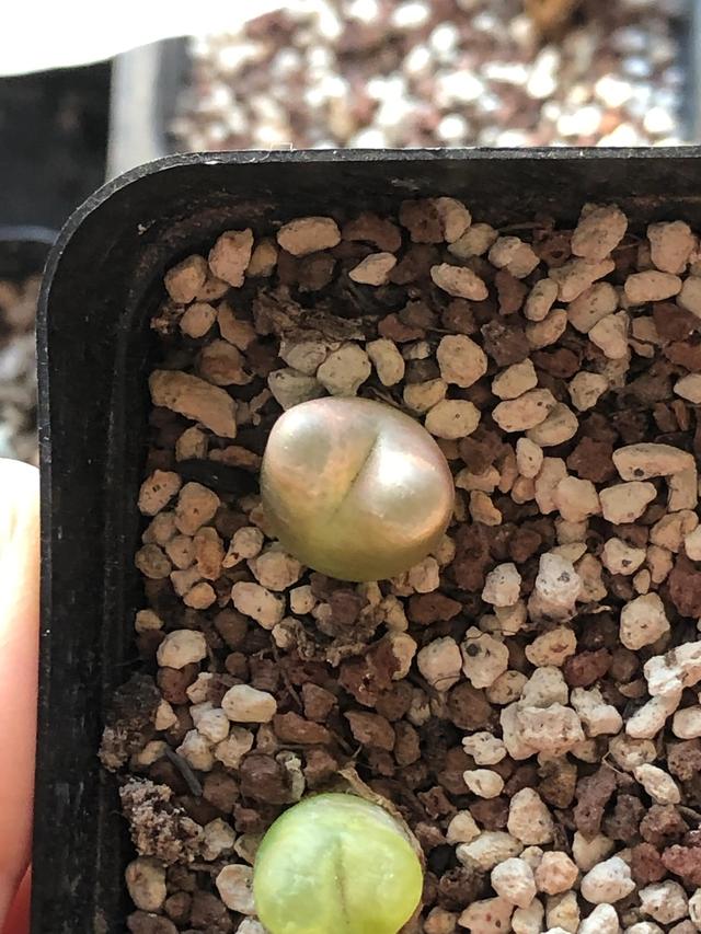 多肉灯泡，自家多肉 请君欣赏（多肉灯泡怎么养）