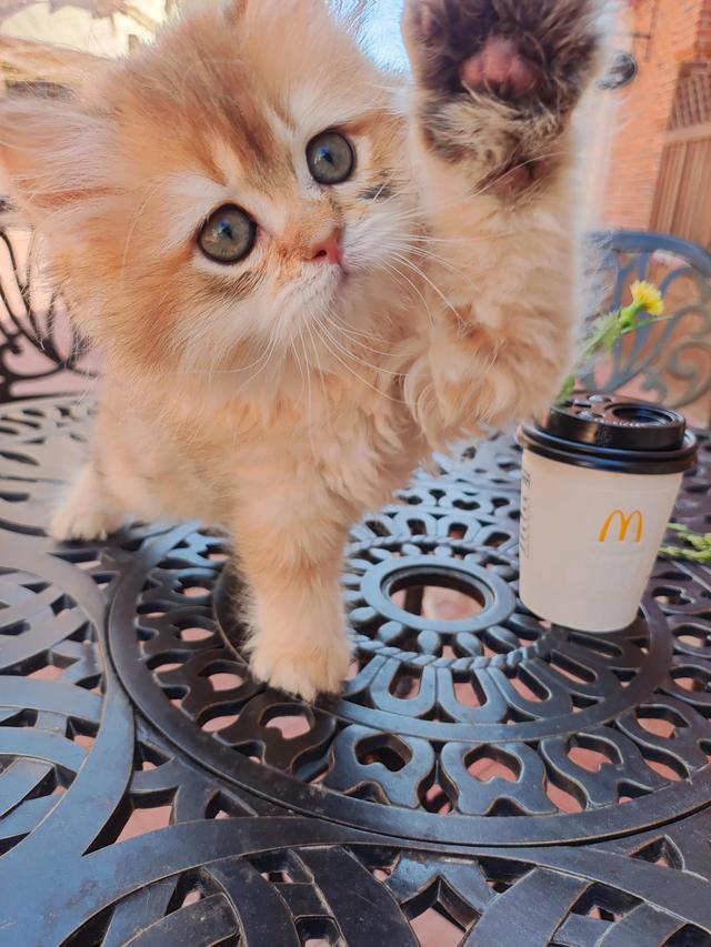猫咪老是呼吸急促怎么回事，猫咪呼吸急促怎么回事～猫咪疾病知识