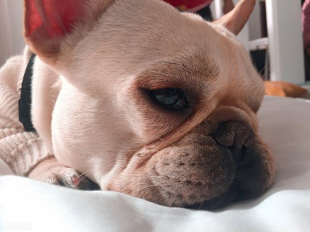 狗黄是什么东西，狗黄是什么（什么原因造成的呢）