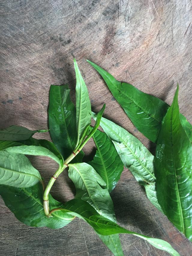 苤菜根是哪种菜的根，苤菜根怎么做好吃窍门（云南红河哈尼族群众对蘸水很讲究）