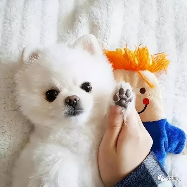 博美犬的优缺点，博美犬的优缺点及性格（博美优缺点：花2分钟看完）
