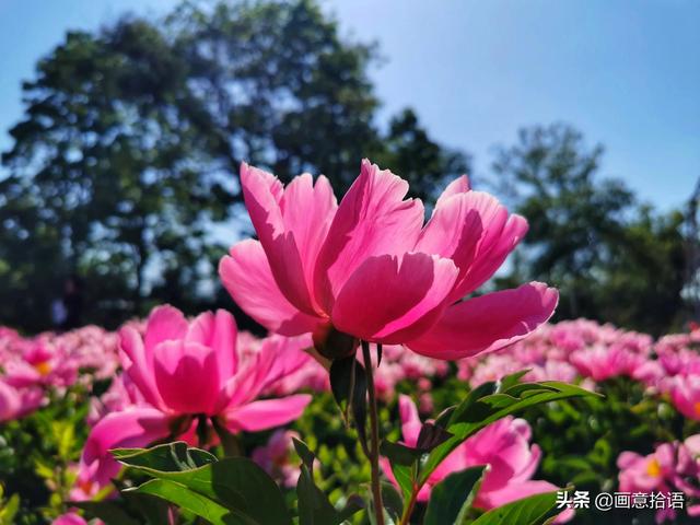 美丽动人是什么意思，美丽动人是形容什么的（邀您领略春末夏初“花相之美”）