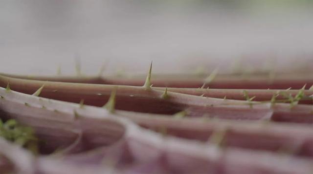 含羞草研究所怎么注册，含羞草免费帐号（王莲：看我如何卷成水中之王）