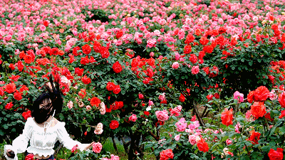 市花和市树是什么，杭州的市树和市花是什么（昆明400亩网红月季花海）