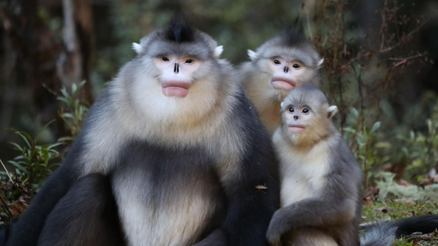 云南特有动物（最接近人类的红嘴唇动物）