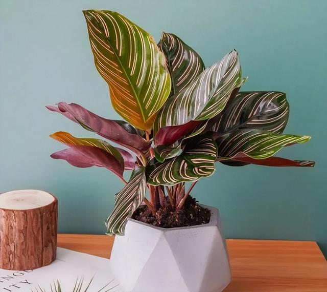 可以种在阳台的大型绿植，可以种在阳台的大型绿植品种（能养8种“大叶花”）