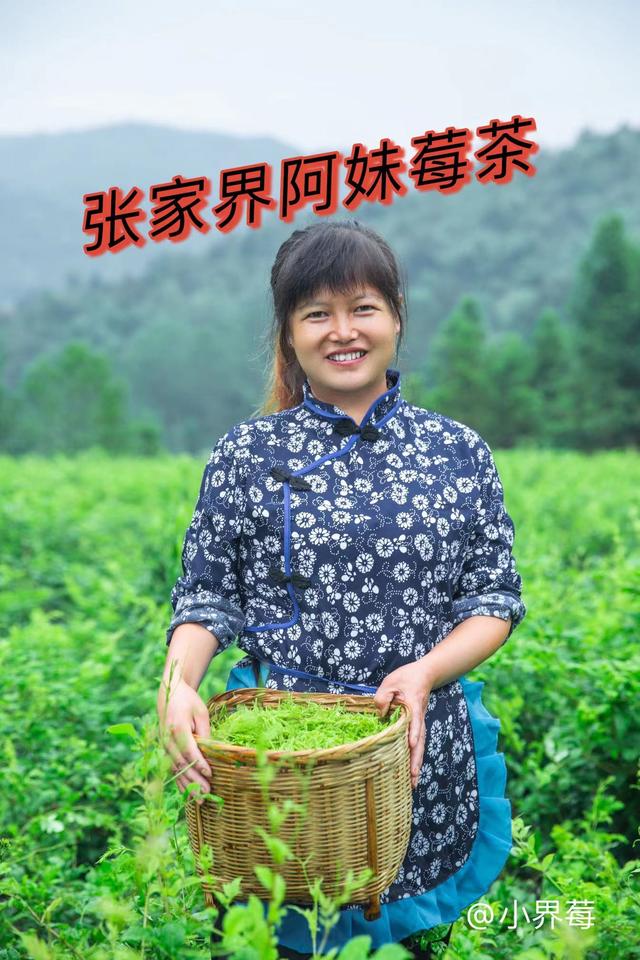莓莓元素的功效，正宗张家界小界莓莓茶的功效和作用