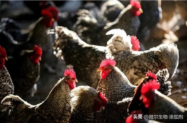 农村养牛技术和饲养方法，如何科学养牛技术（掌握正确养鸡的方法）