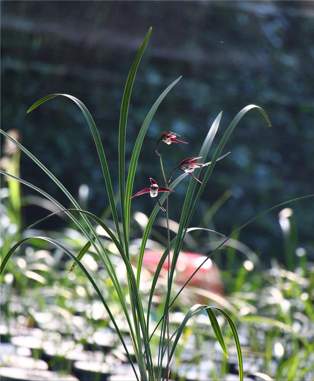 寒兰（寒兰品种大全，浙江下山兰——细叶寒兰（兰花寒兰品种）