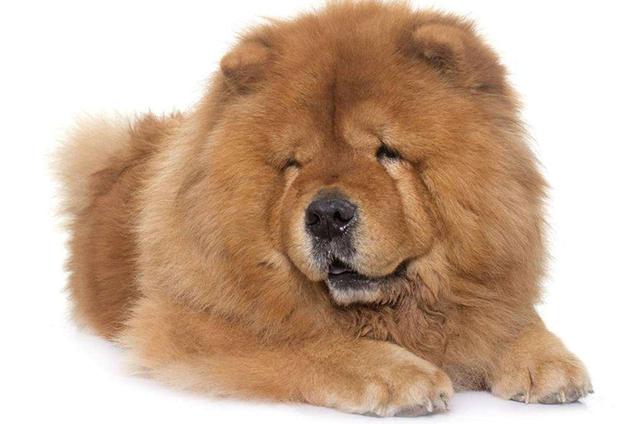 凯利蓝梗犬的美容护理，凯利蓝梗犬有几种颜色（什么狗适合保护单身女性呢）