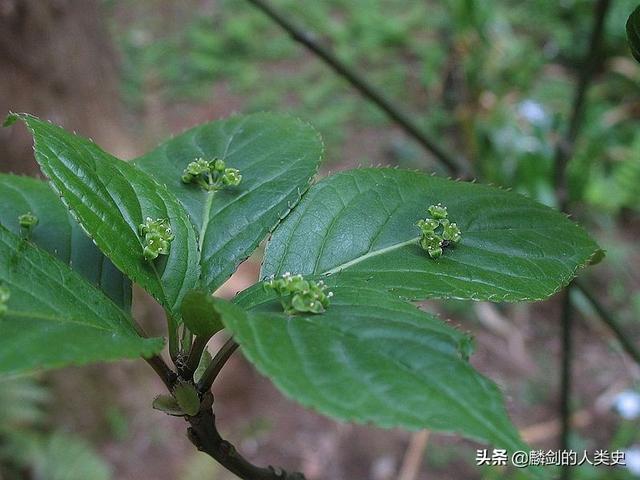 白背青荚叶的功效与作用，中药白背叶的功效与作用（双子叶植物纲—冬青目）