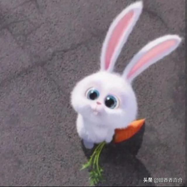 小白兔拔萝卜的故事，小动物们帮助小白兔拔萝卜的故事（最经典的睡前故事）