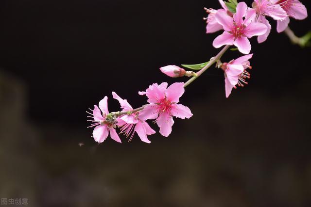 桃花作文400字左右，桃花作文400字左右初中（小学生作文：桃花）