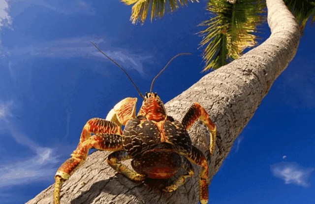 小螃蟹吃什么食物（如今在当地居民餐桌上挣扎着）