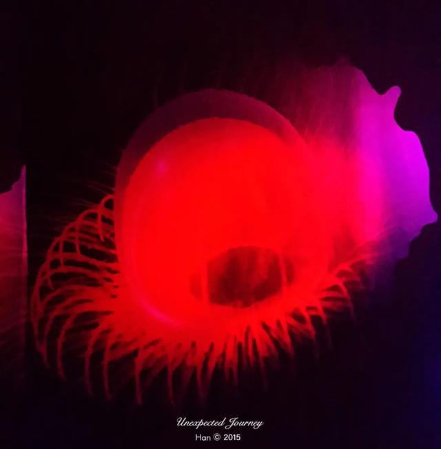 什么是具足虫，具足虫平安名堇（窥探奇异生物的世界）