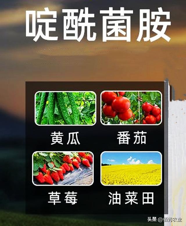 灰霉病用|些什么药。，灰霉病用什么药物疗效最好（“贵族”杀菌剂啶酰菌胺）