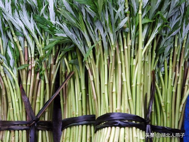 春天能吃的野菜大全，春天都有哪些野菜可以吃（送你63种野菜大图鉴）