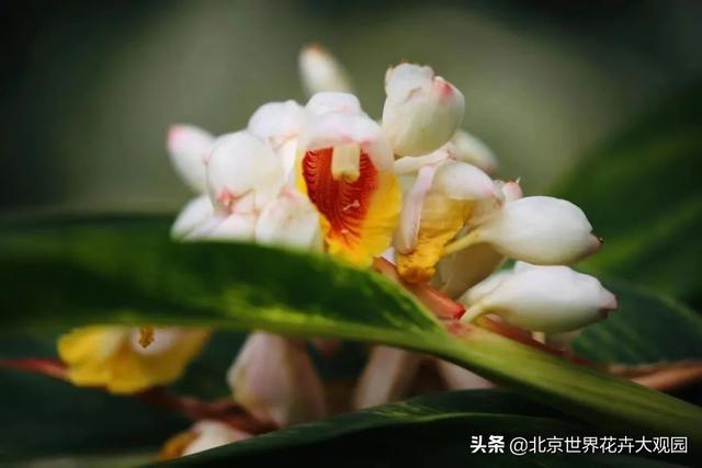 豆蔻年华是形容女生还是男生，豆蔻年华是指女生还是男生（小花仙植物故事会之“豆蔻年华”）