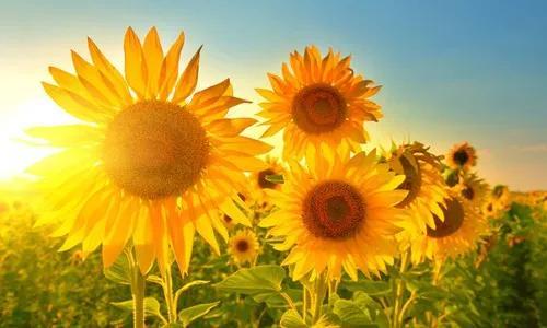 向日葵长什么样，向日葵的茎是什么样的（分享图片，生机勃勃的向日葵）