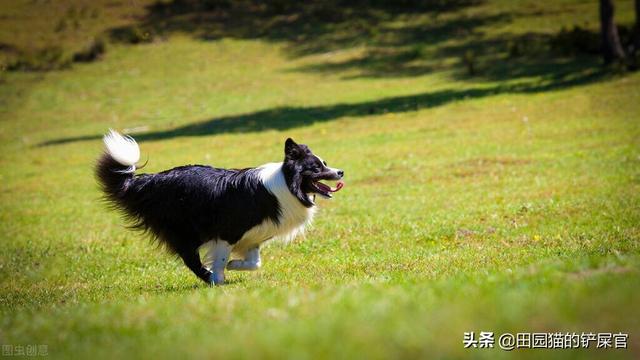 狗死后的七天主人要注意什么，狗狗死后几天主人不要这么做（这几种方法也许能帮到你）